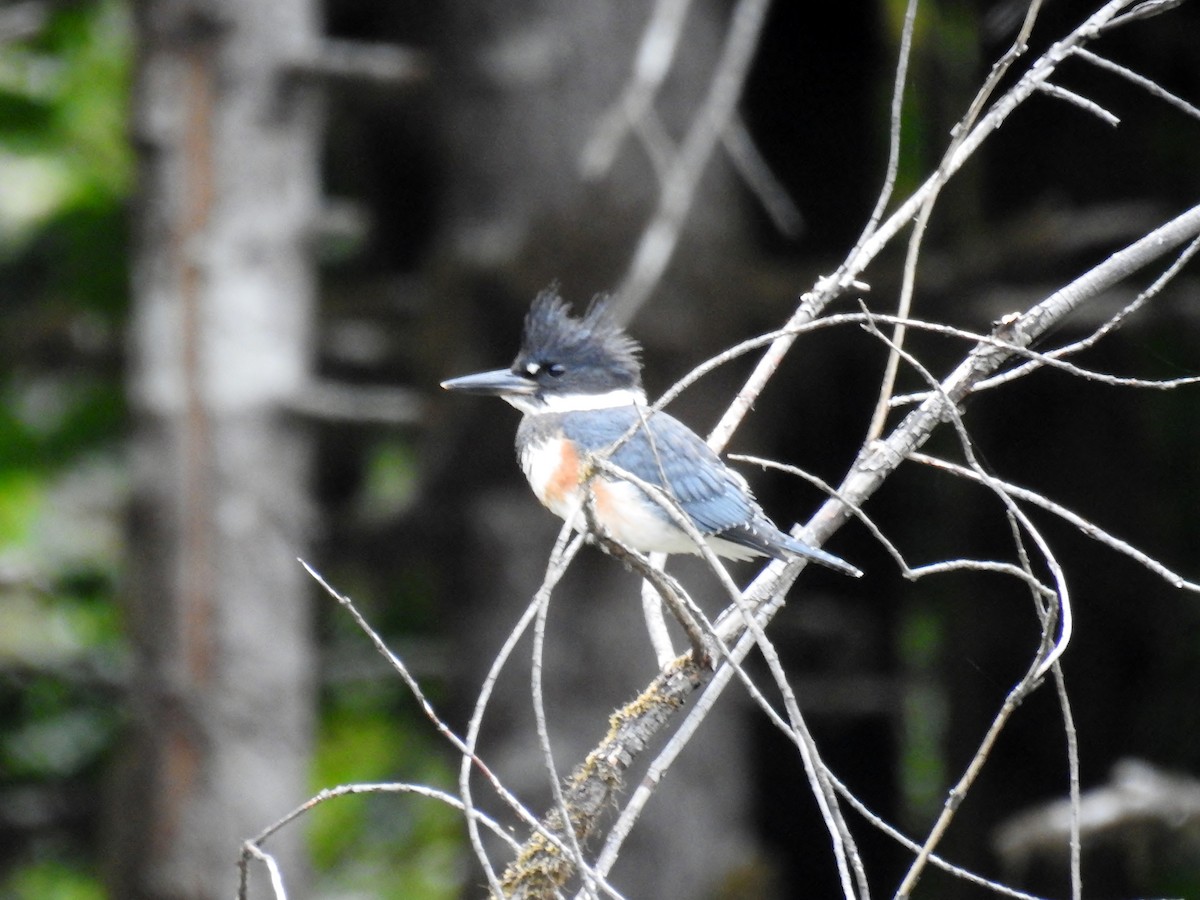 Belted Kingfisher - ML622392463