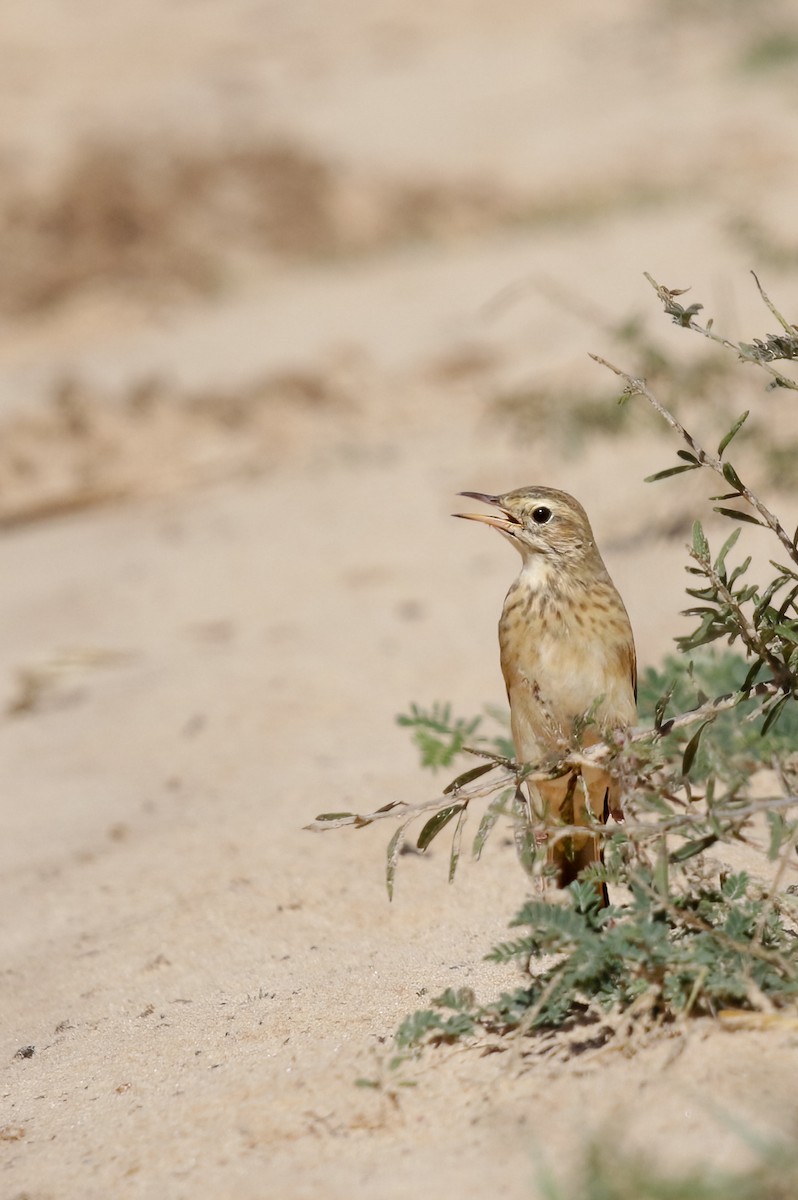 Buffy Pipit - ML622392464