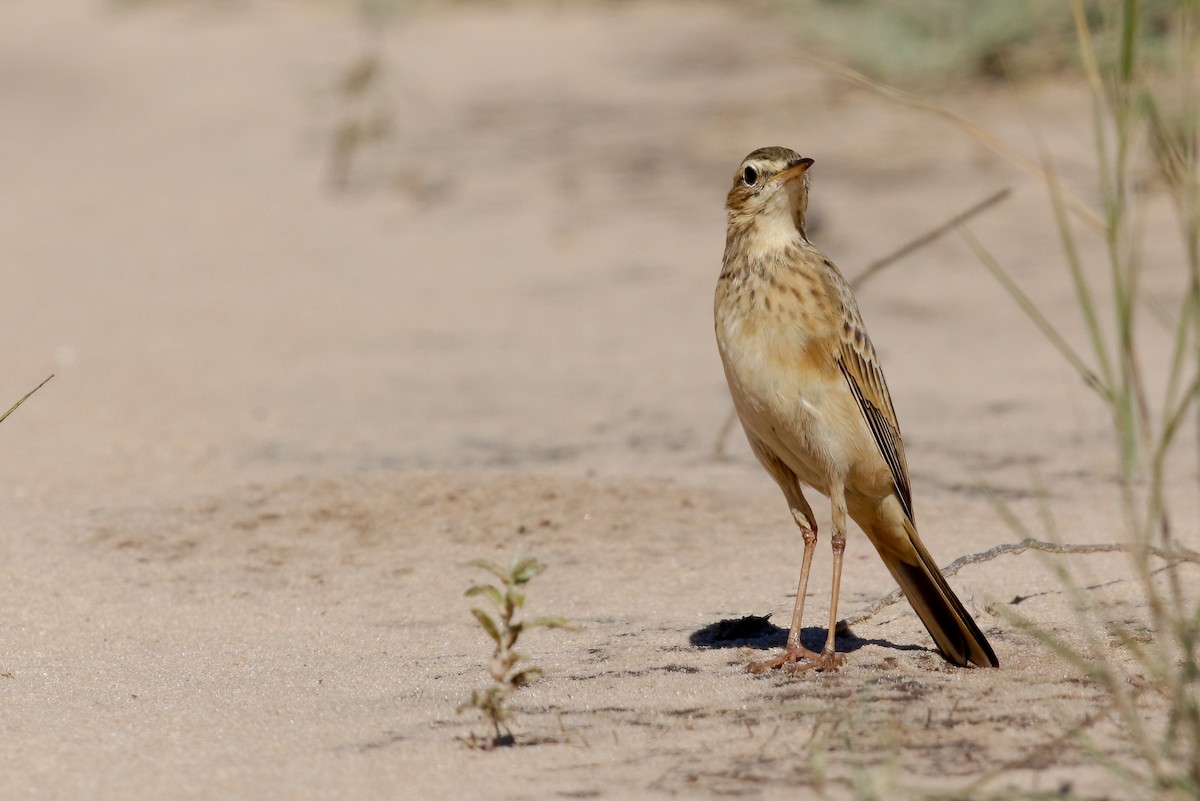 Buffy Pipit - ML622392465