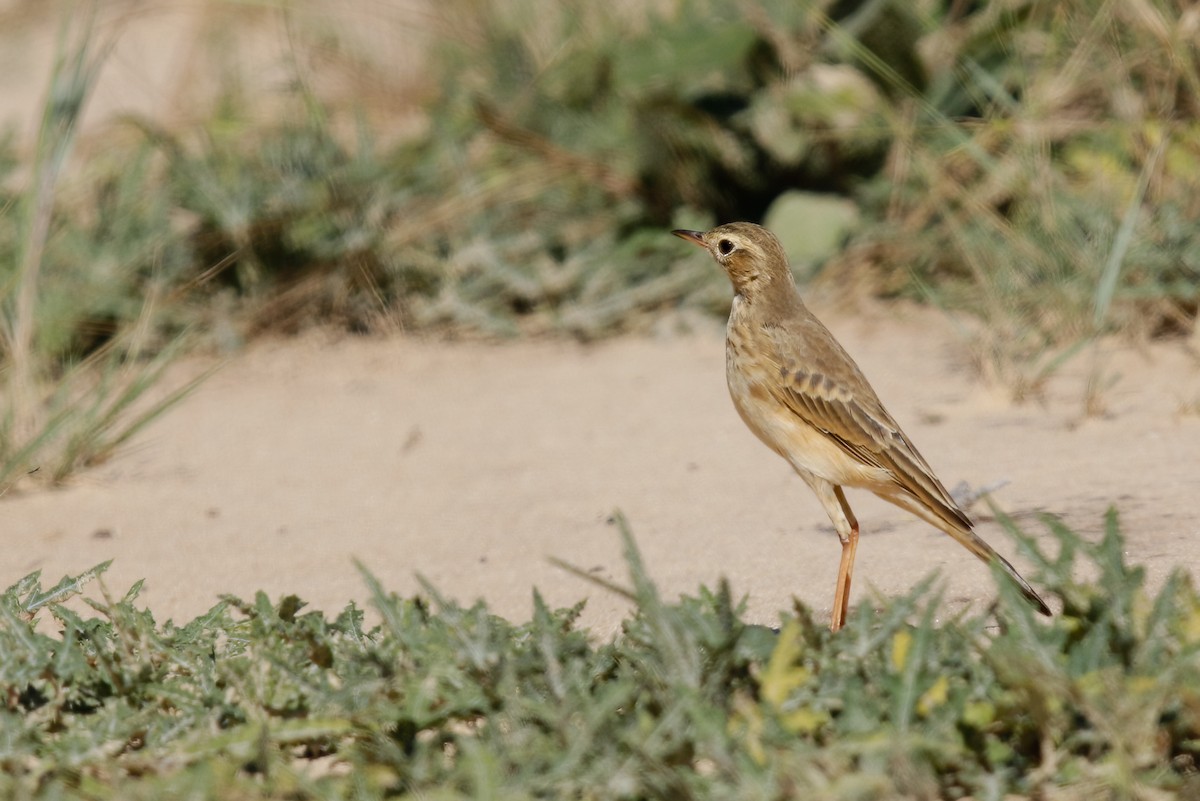 Buffy Pipit - ML622392466