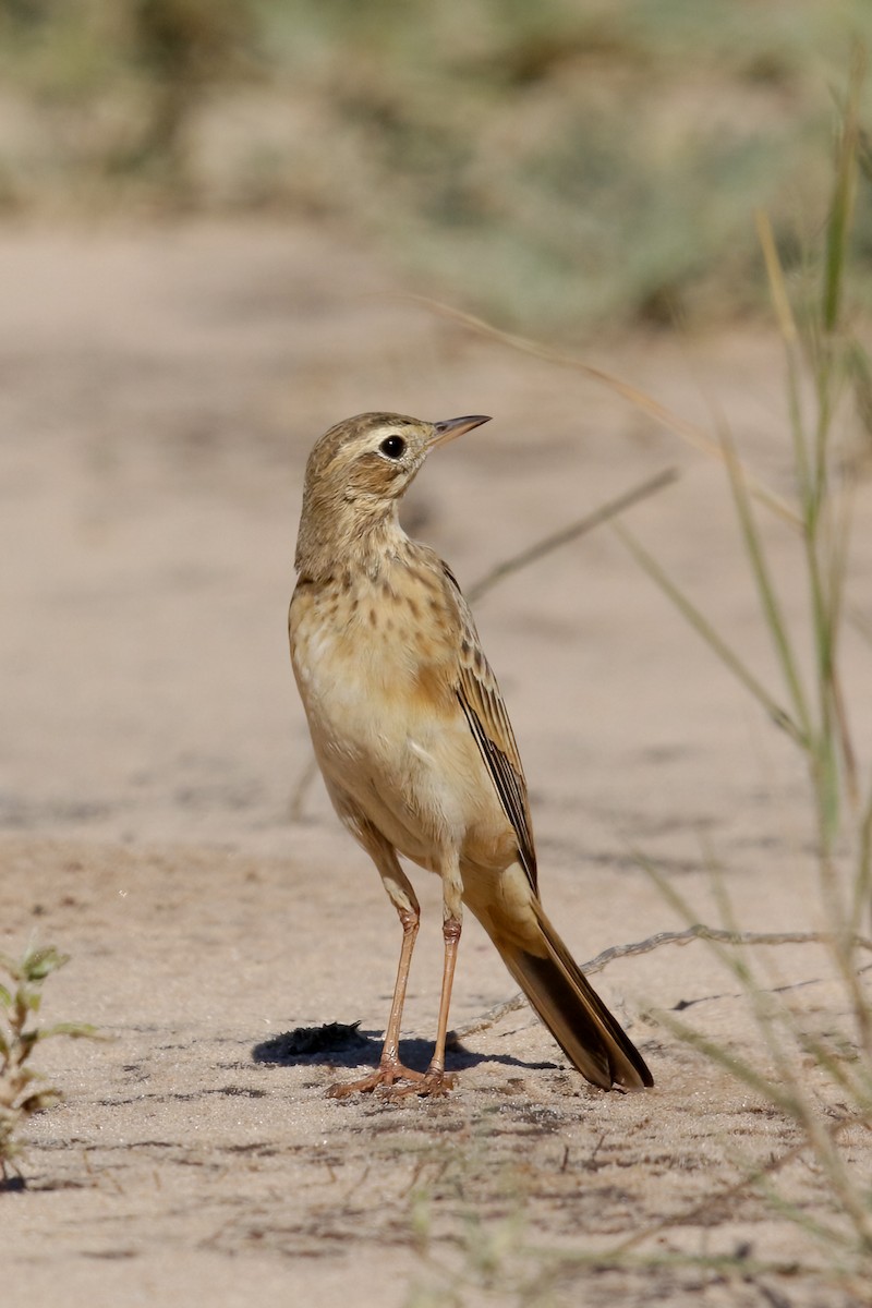 Buffy Pipit - ML622392467