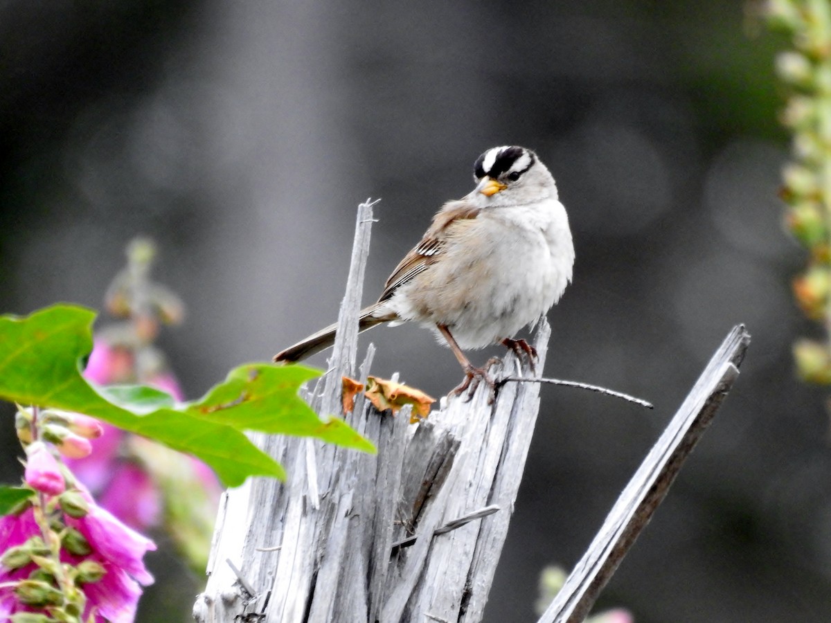 White-crowned Sparrow - ML622392475