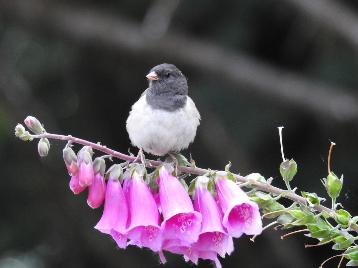 Dark-eyed Junco - ML622392476