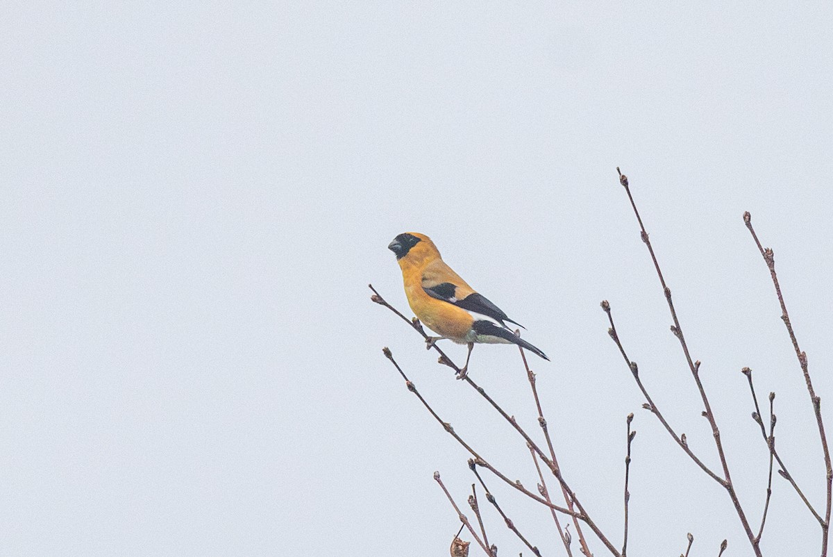 Orange Bullfinch - Yann Muzika