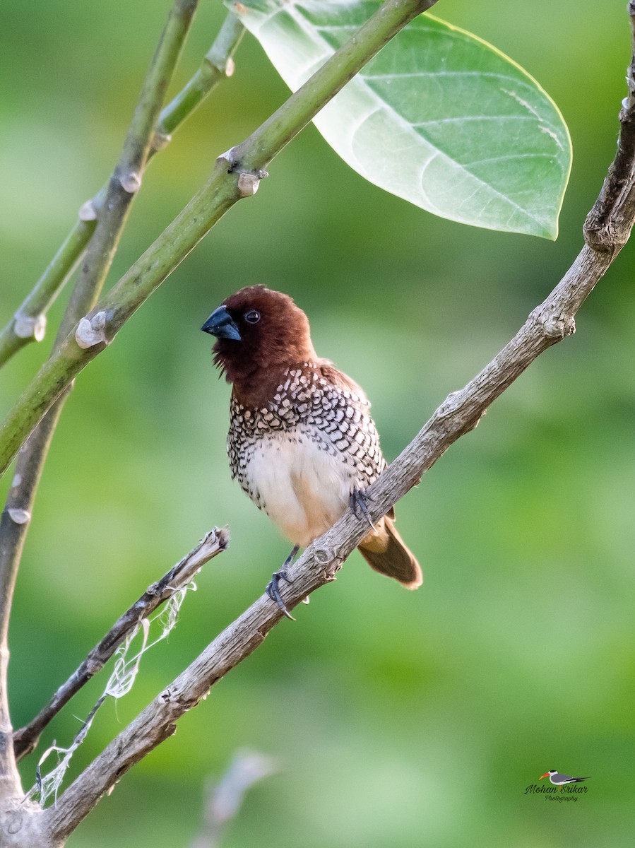 Scaly-breasted Munia - ML622392543