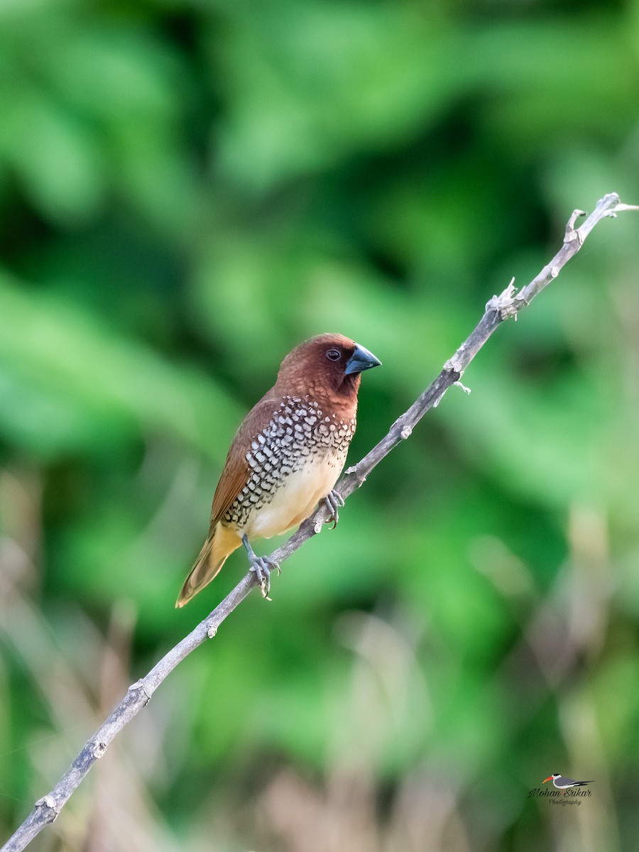 Scaly-breasted Munia - ML622392550