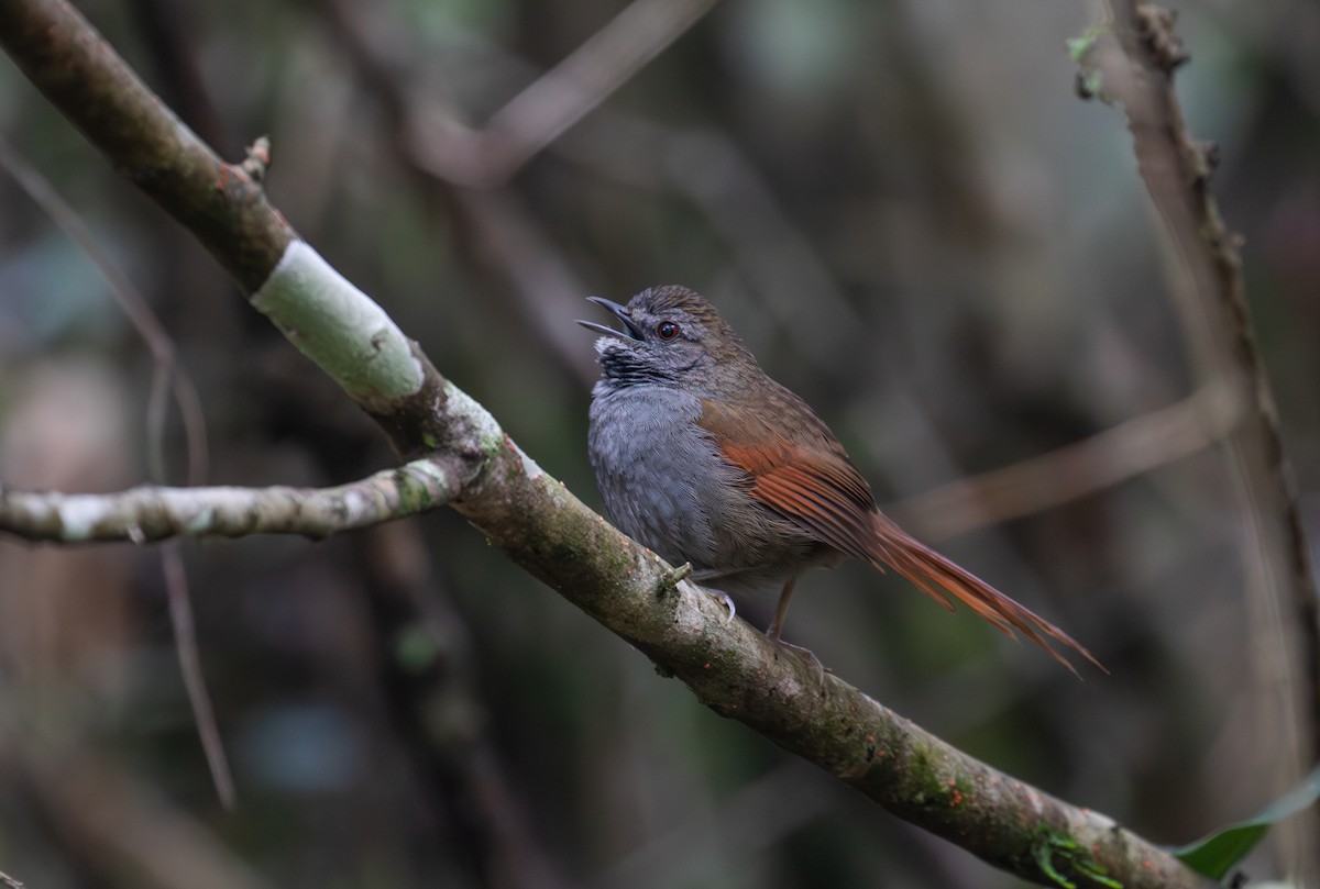 Gray-bellied Spinetail - ML622392563