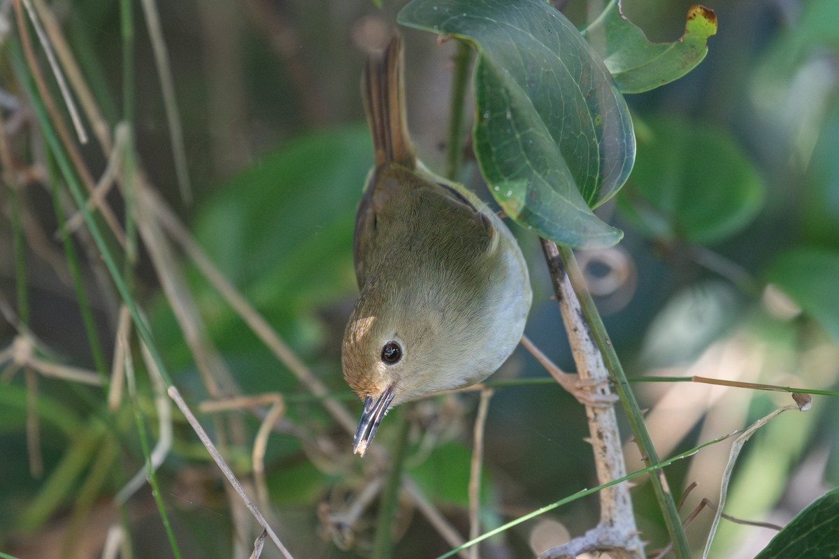 Large-billed Scrubwren - ML622392711