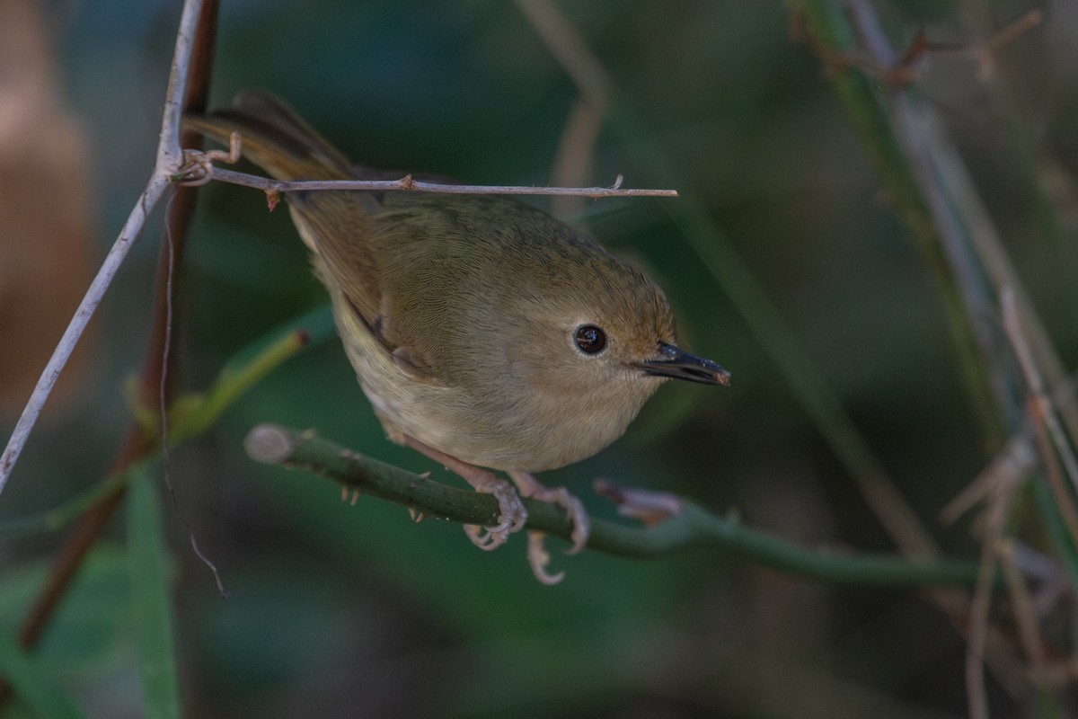 Large-billed Scrubwren - ML622392712