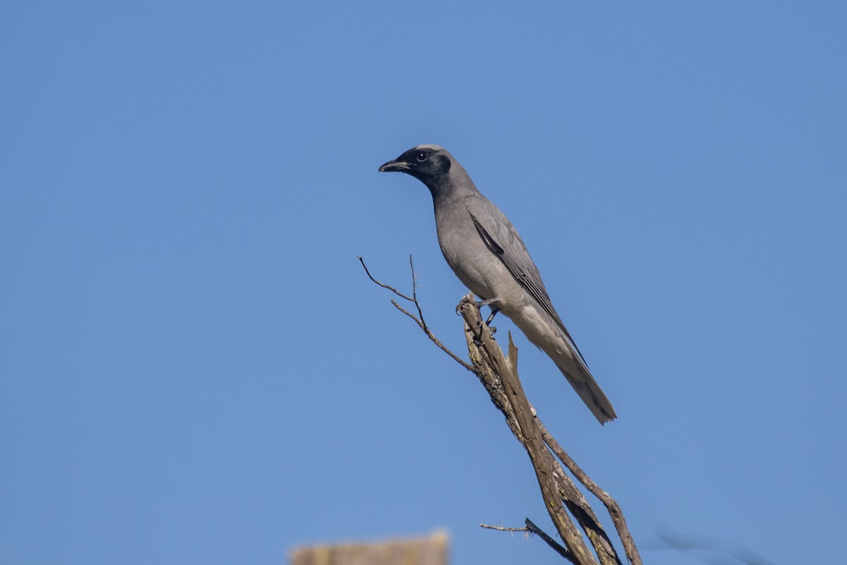 Black-faced Cuckooshrike - ML622392723