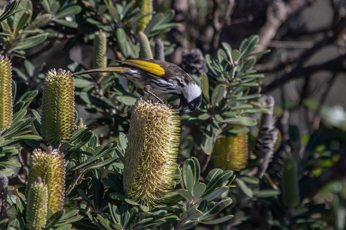 White-cheeked Honeyeater - ML622392725