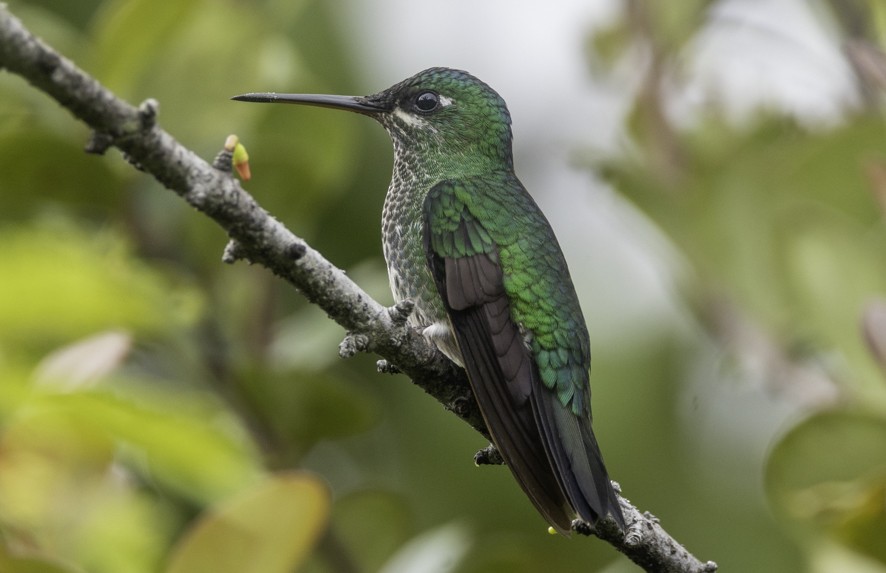 Velvet-browed Brilliant - ML622392743