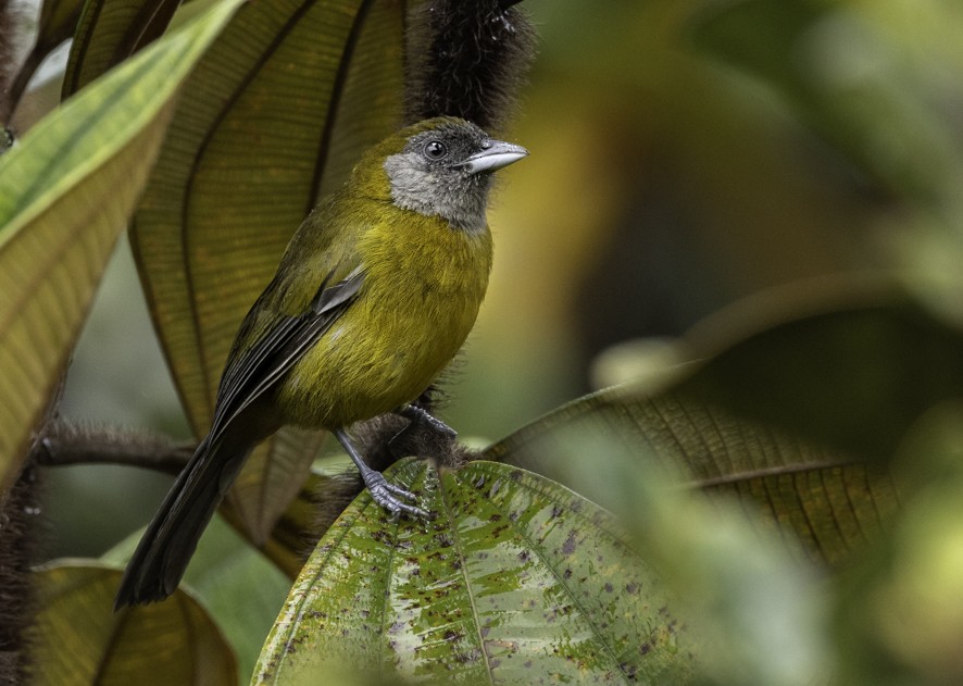 Olive-backed Tanager - ML622392746