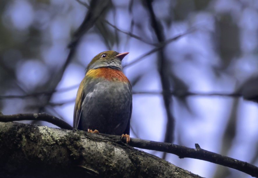 Red-banded Fruiteater - ML622392750