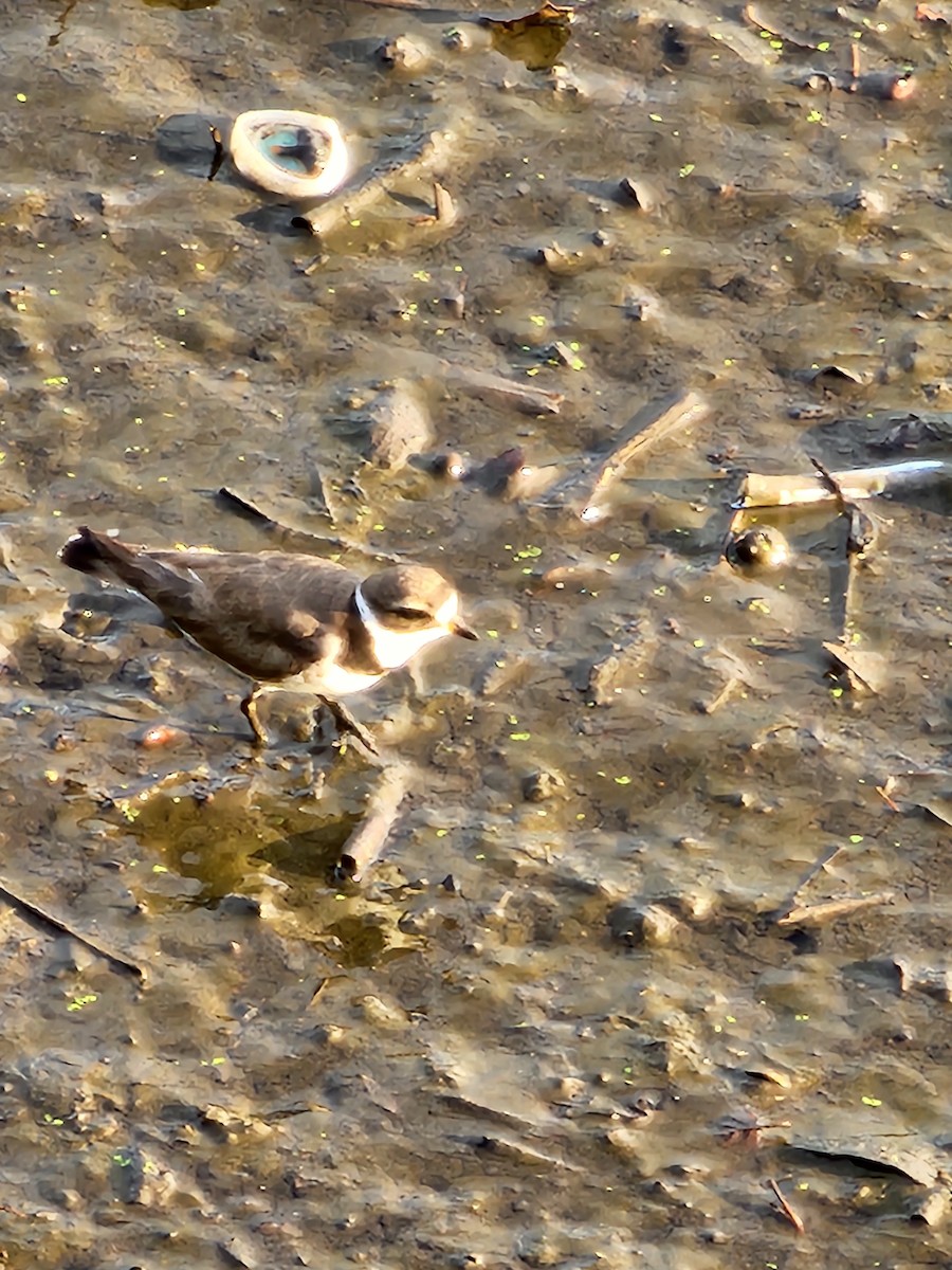 Semipalmated Plover - ML622392778