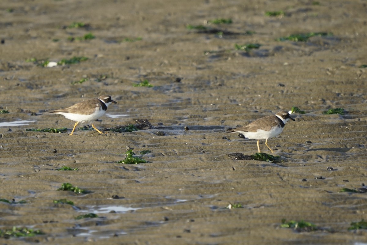 Semipalmated Plover - ML622392781