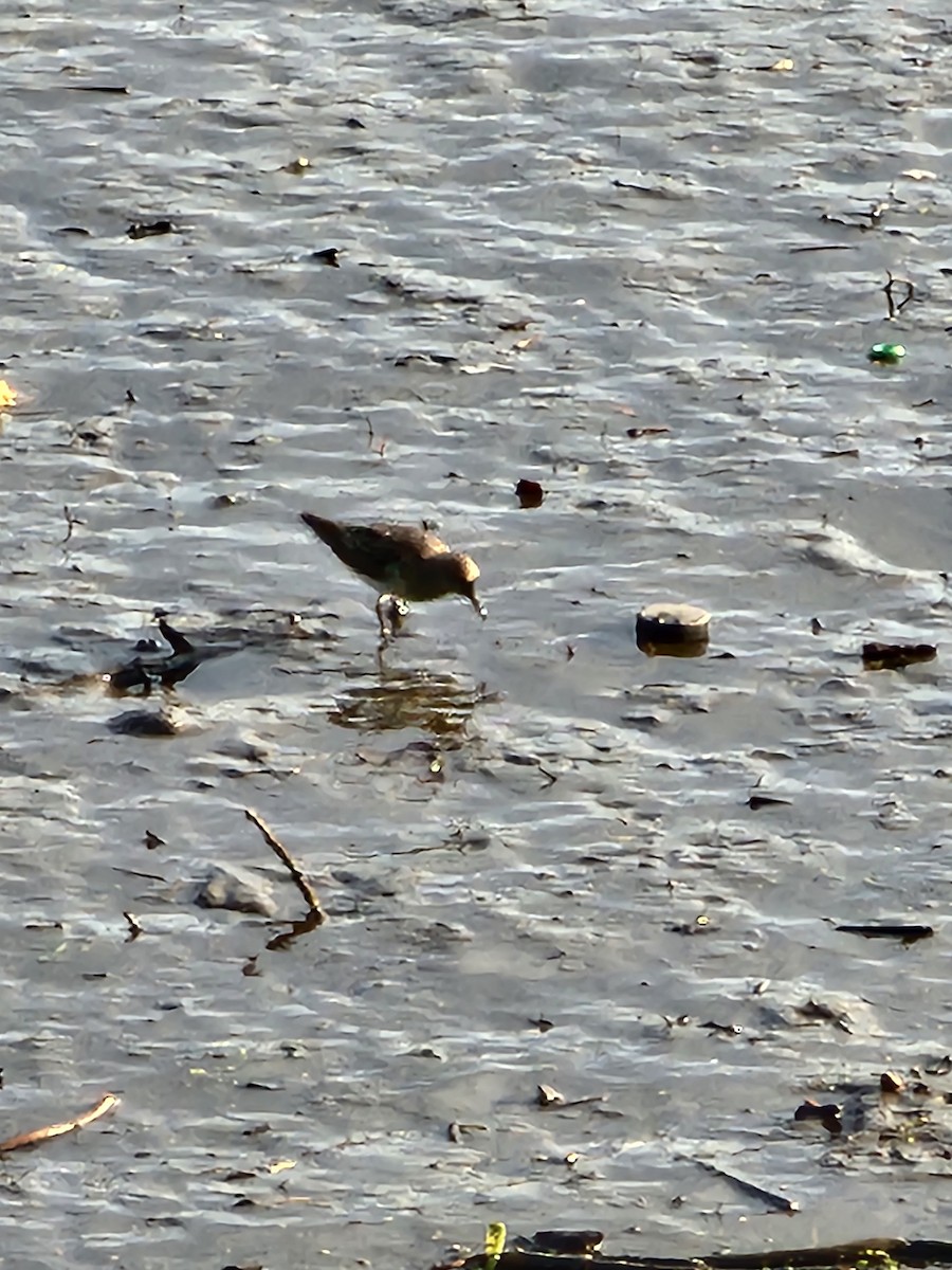 Least Sandpiper - ML622392785