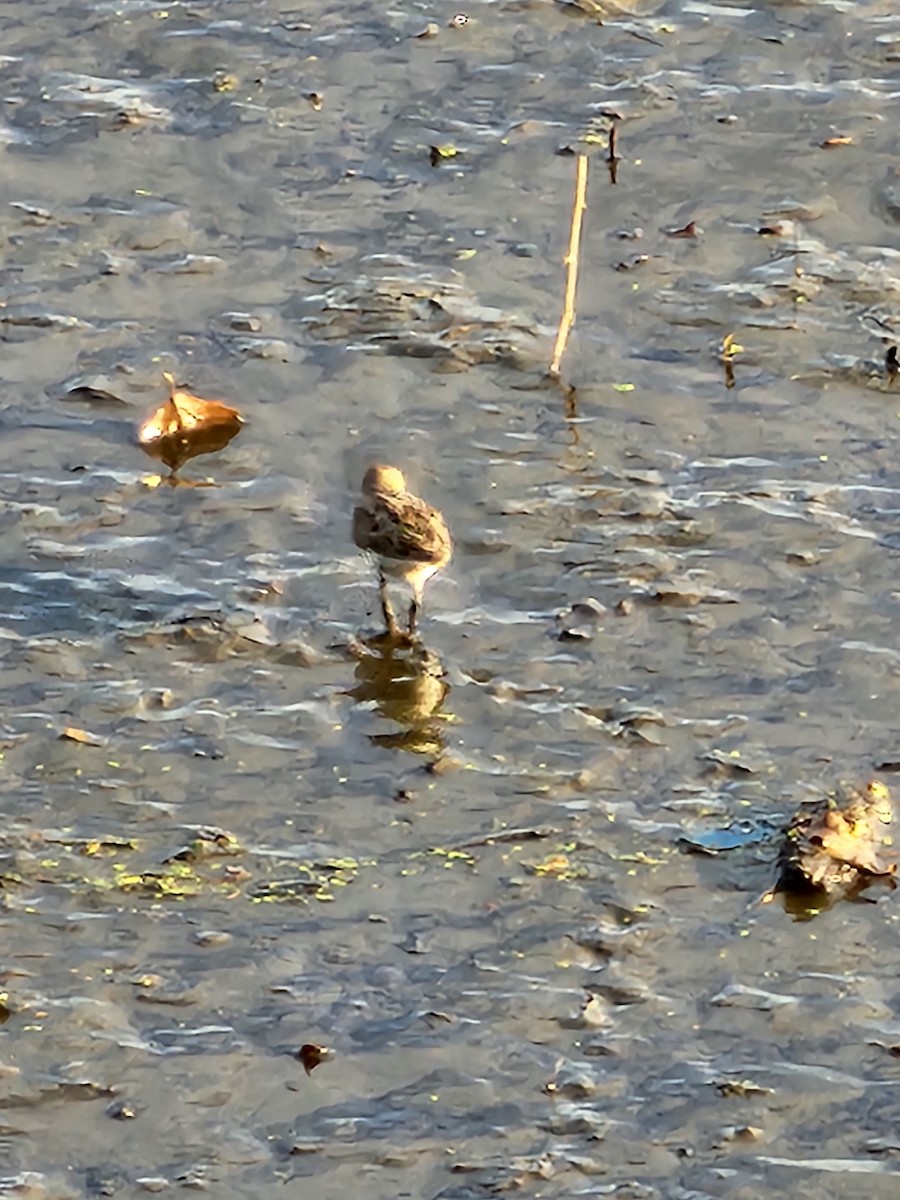 Semipalmated Sandpiper - ML622392787