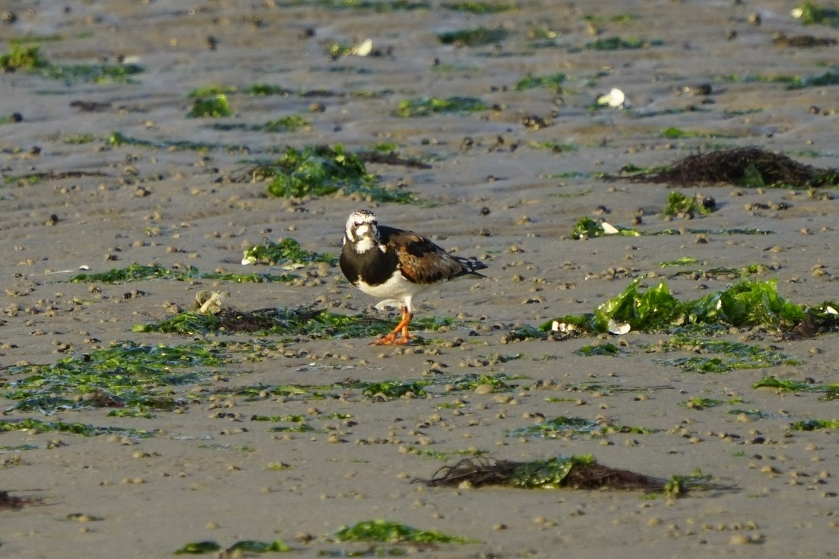 Ruddy Turnstone - ML622392789