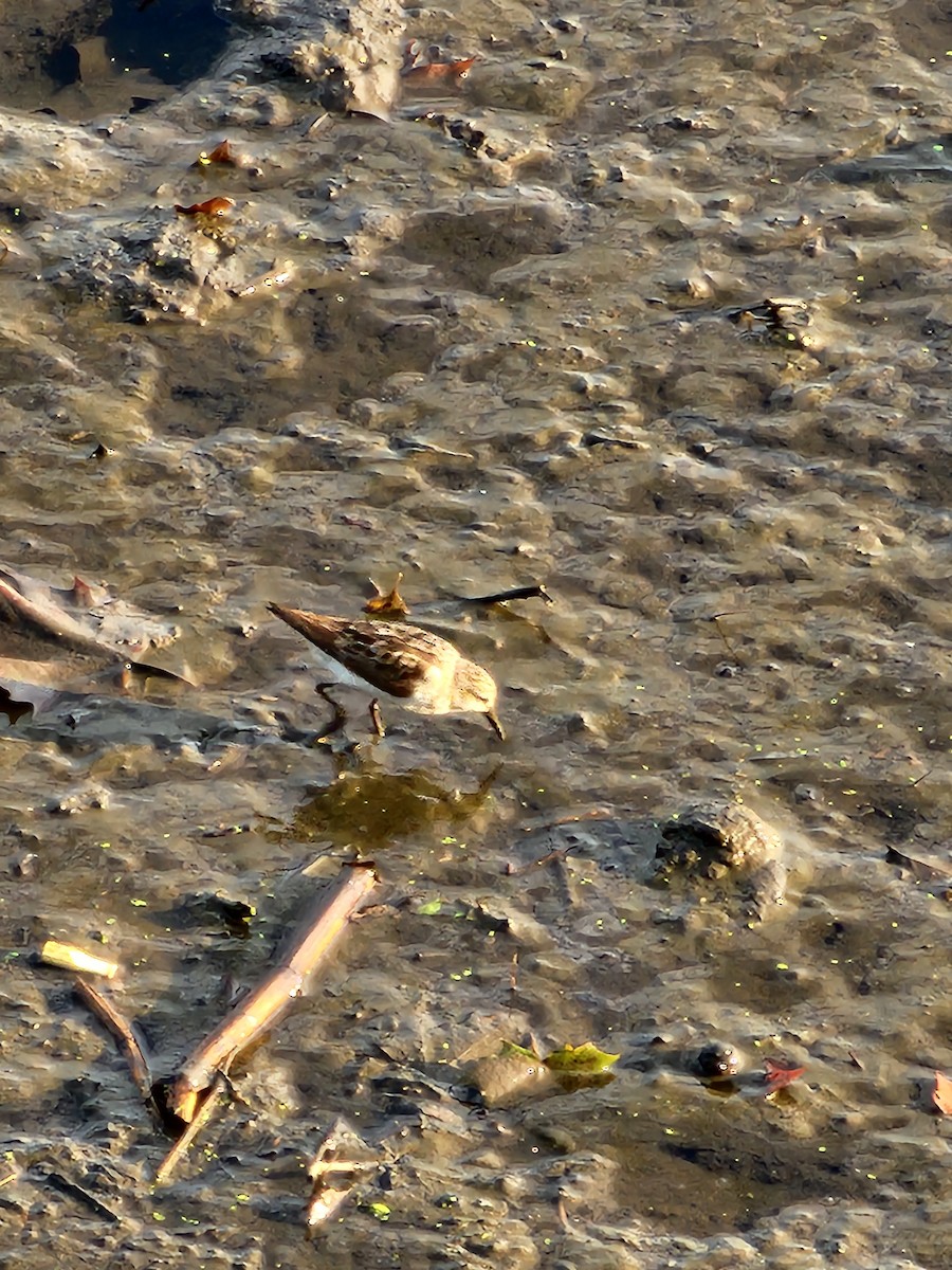 Semipalmated Sandpiper - ML622392792