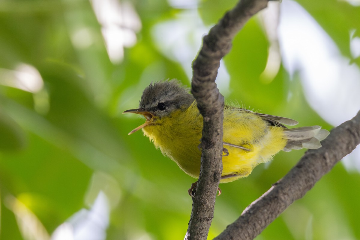 Gray-hooded Warbler - ML622392796