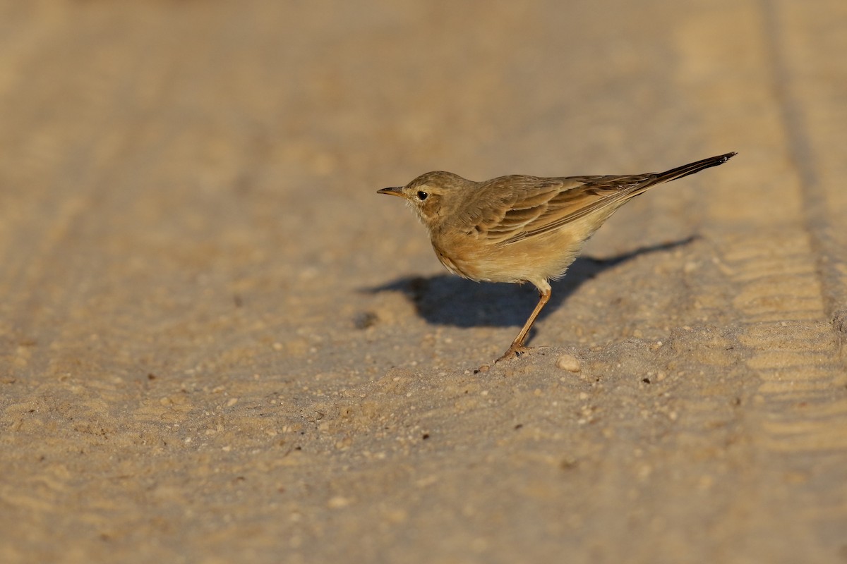 Plain-backed Pipit - ML622392811