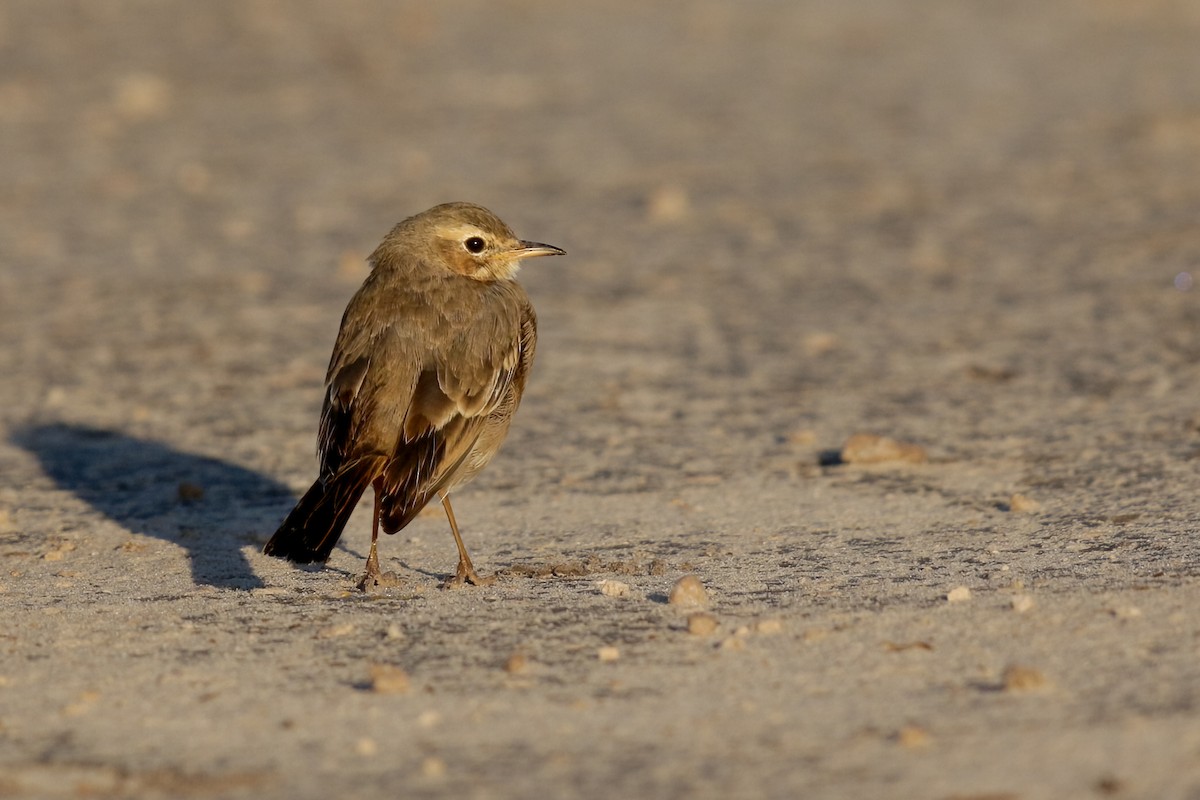 Plain-backed Pipit - ML622392812