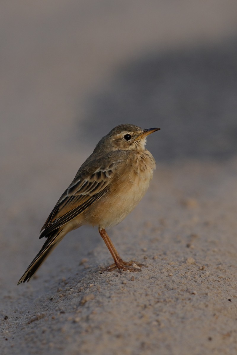 Plain-backed Pipit - ML622392813