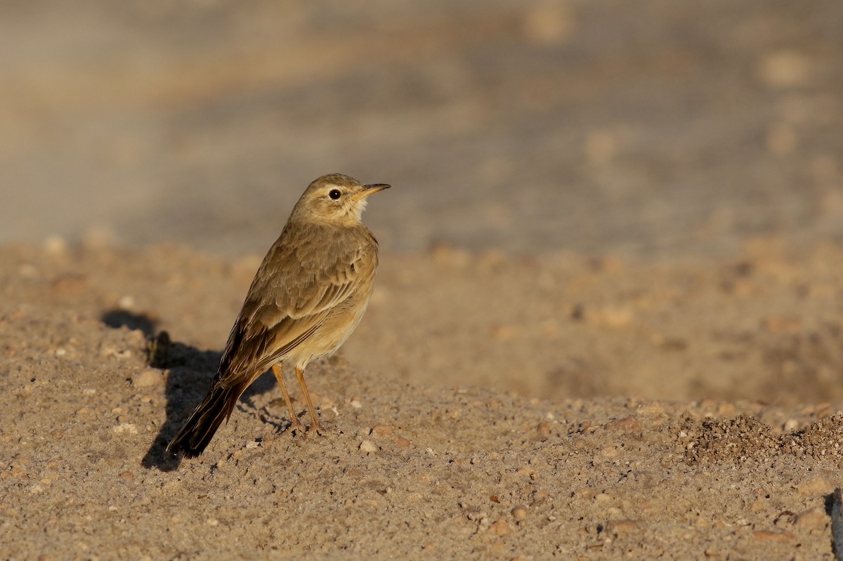 Plain-backed Pipit - ML622392814