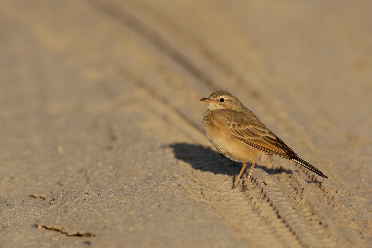 Plain-backed Pipit - ML622392815