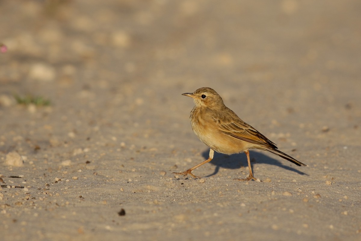 Plain-backed Pipit - ML622392816
