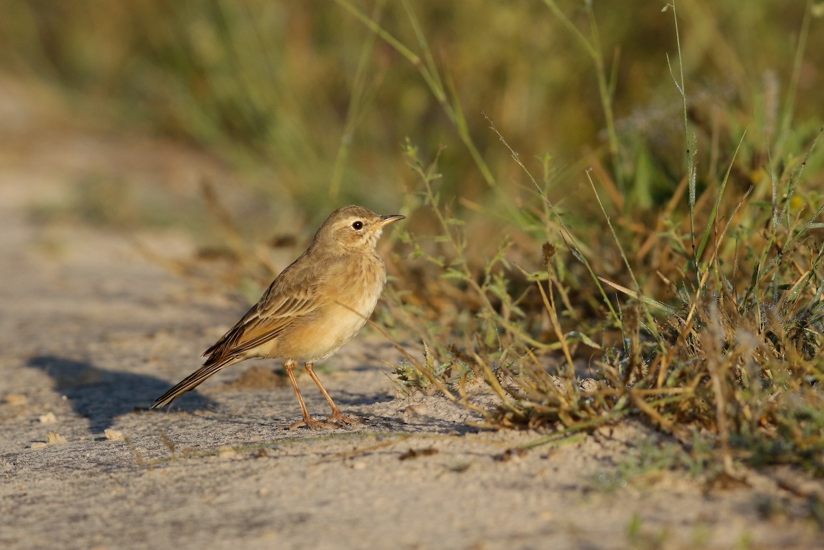 Plain-backed Pipit - ML622392817