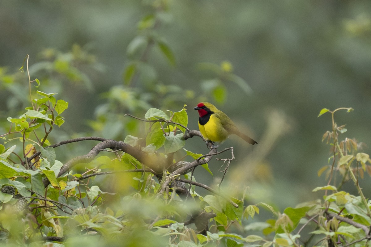 Doherty's Bushshrike - ML622392818