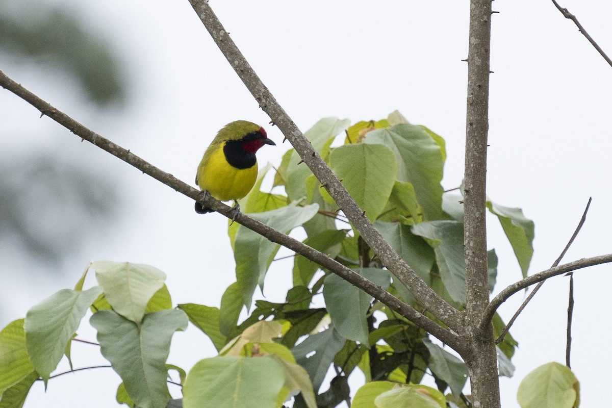 Doherty's Bushshrike - ML622392819