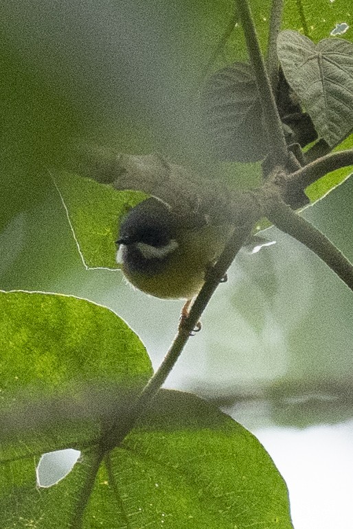 Black-throated Apalis - ML622392852