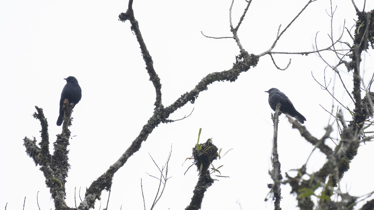 Waller's Starling - ML622392859