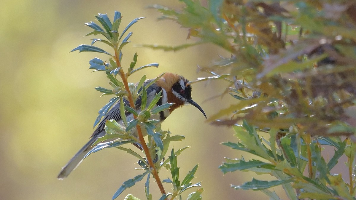 Western Spinebill - ML622392990