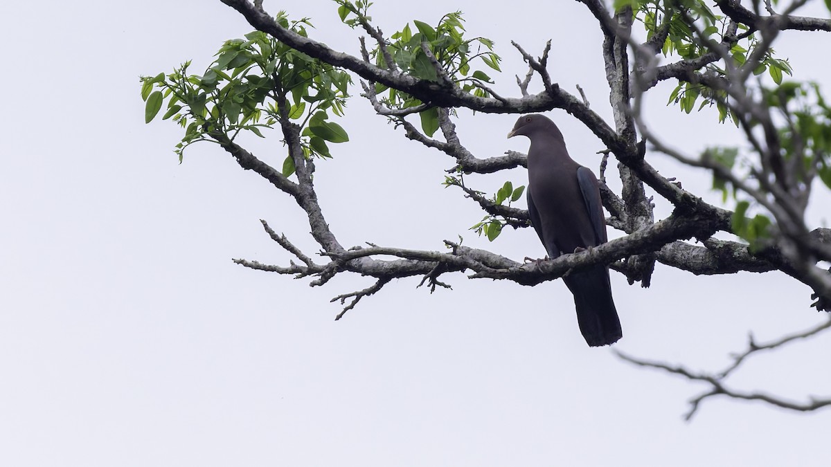 Red-billed Pigeon - ML622393020