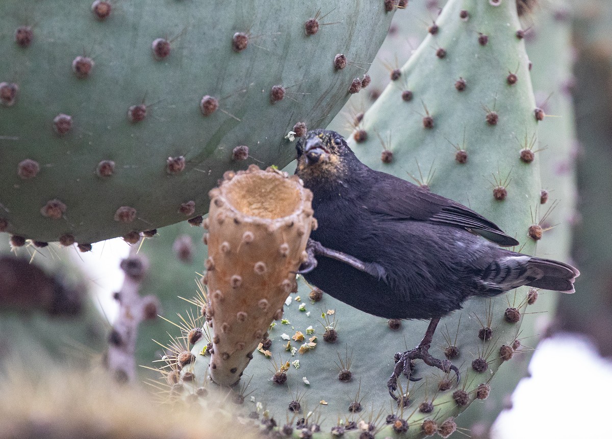 Common Cactus-Finch - ML622393046