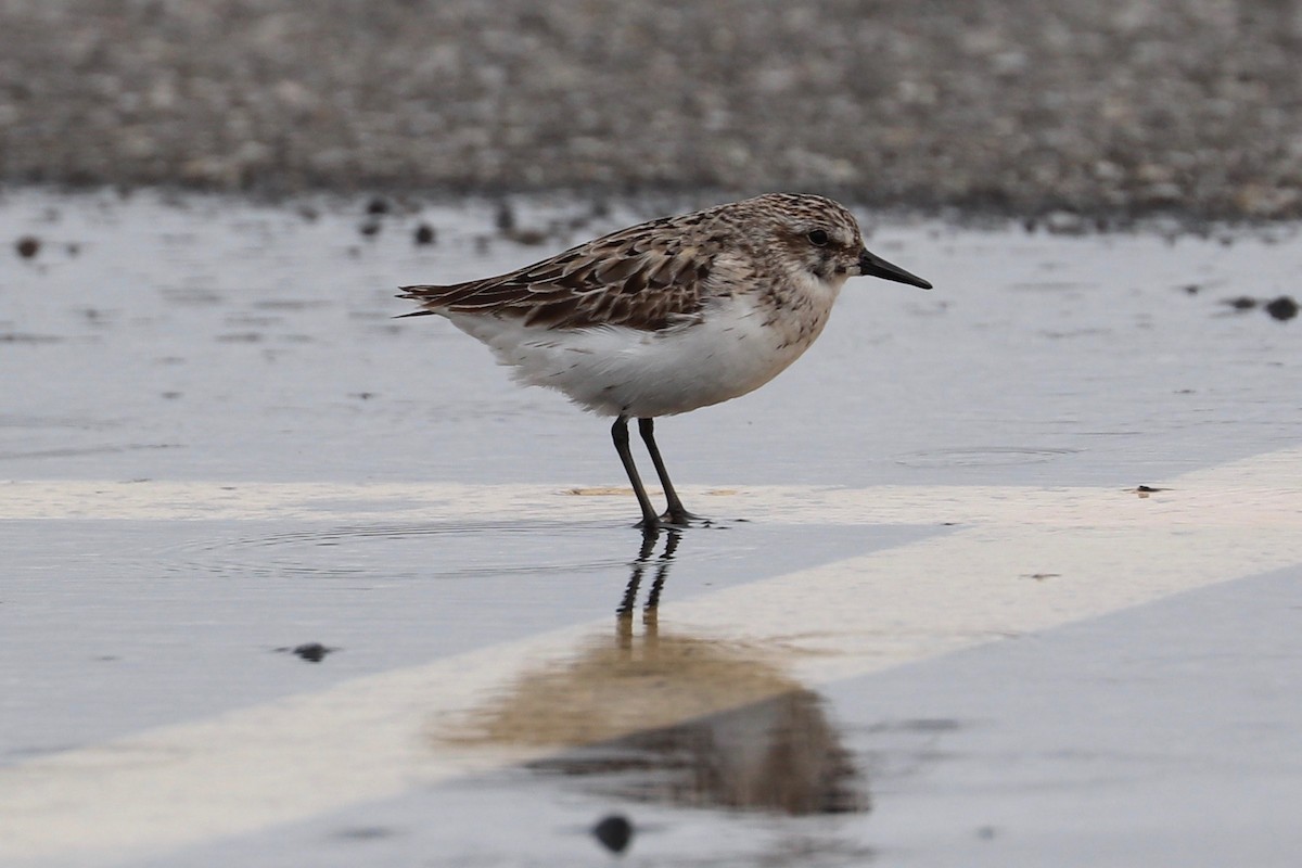 Semipalmated Sandpiper - ML622393073