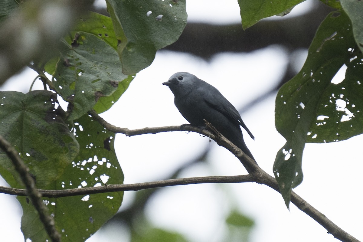 Gray Cuckooshrike - ML622393087