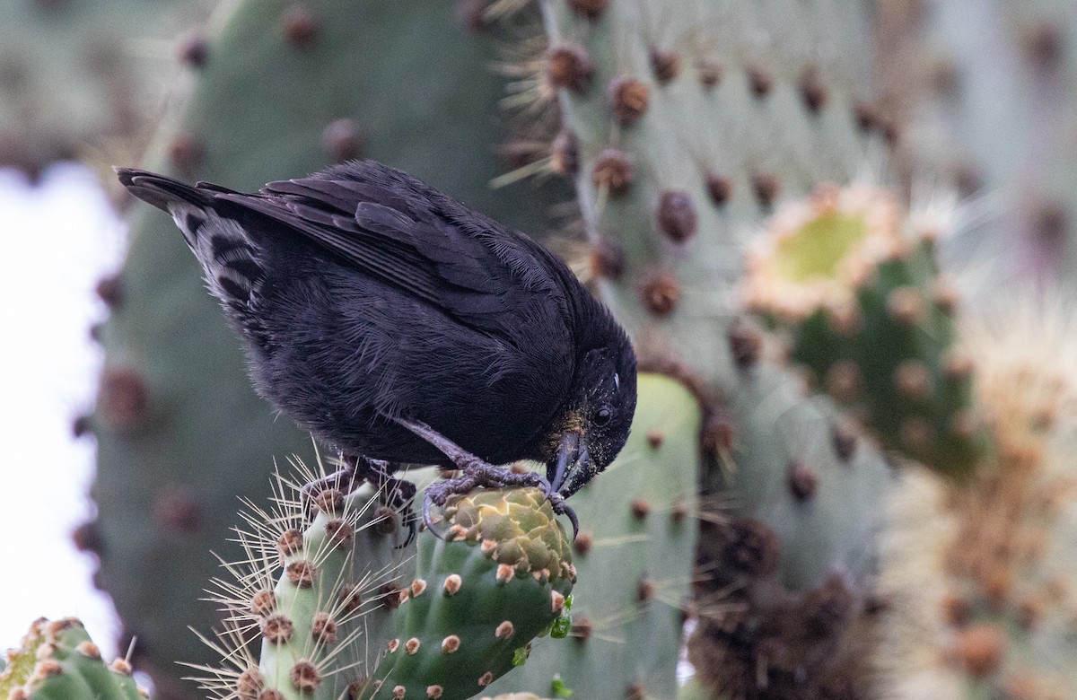 Common Cactus-Finch - ML622393127