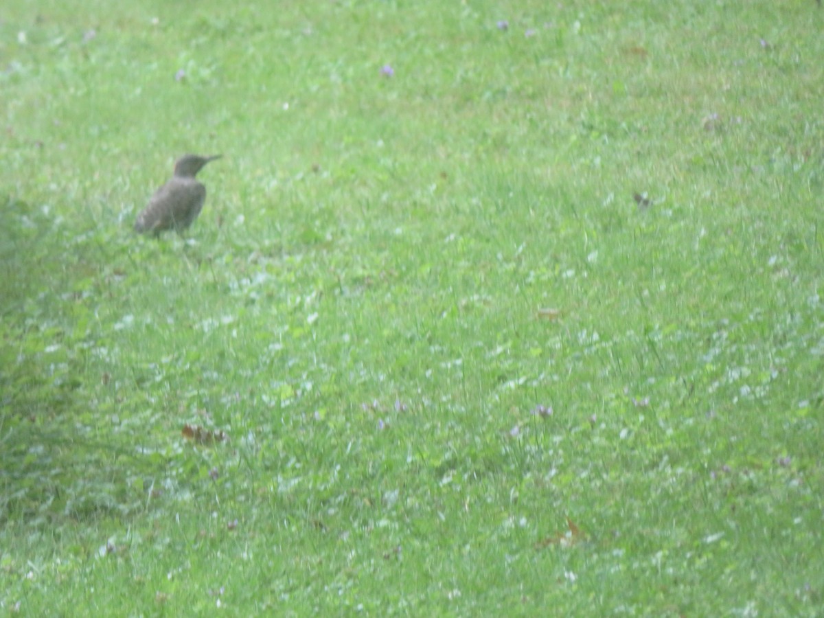 Northern Flicker - ML622393134