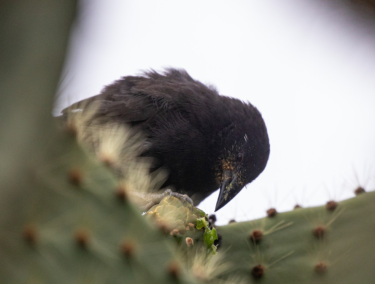 Common Cactus-Finch - ML622393205