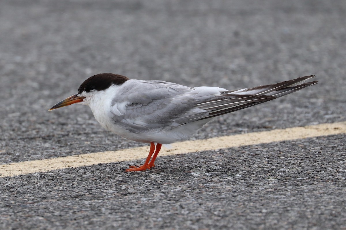 Forster's Tern - ML622393249