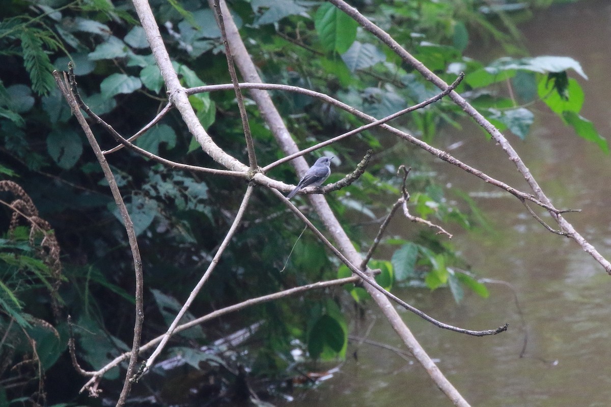 Cassin's Flycatcher - Neil Osborne