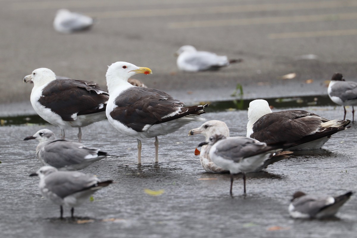 Great Black-backed Gull - ML622393326