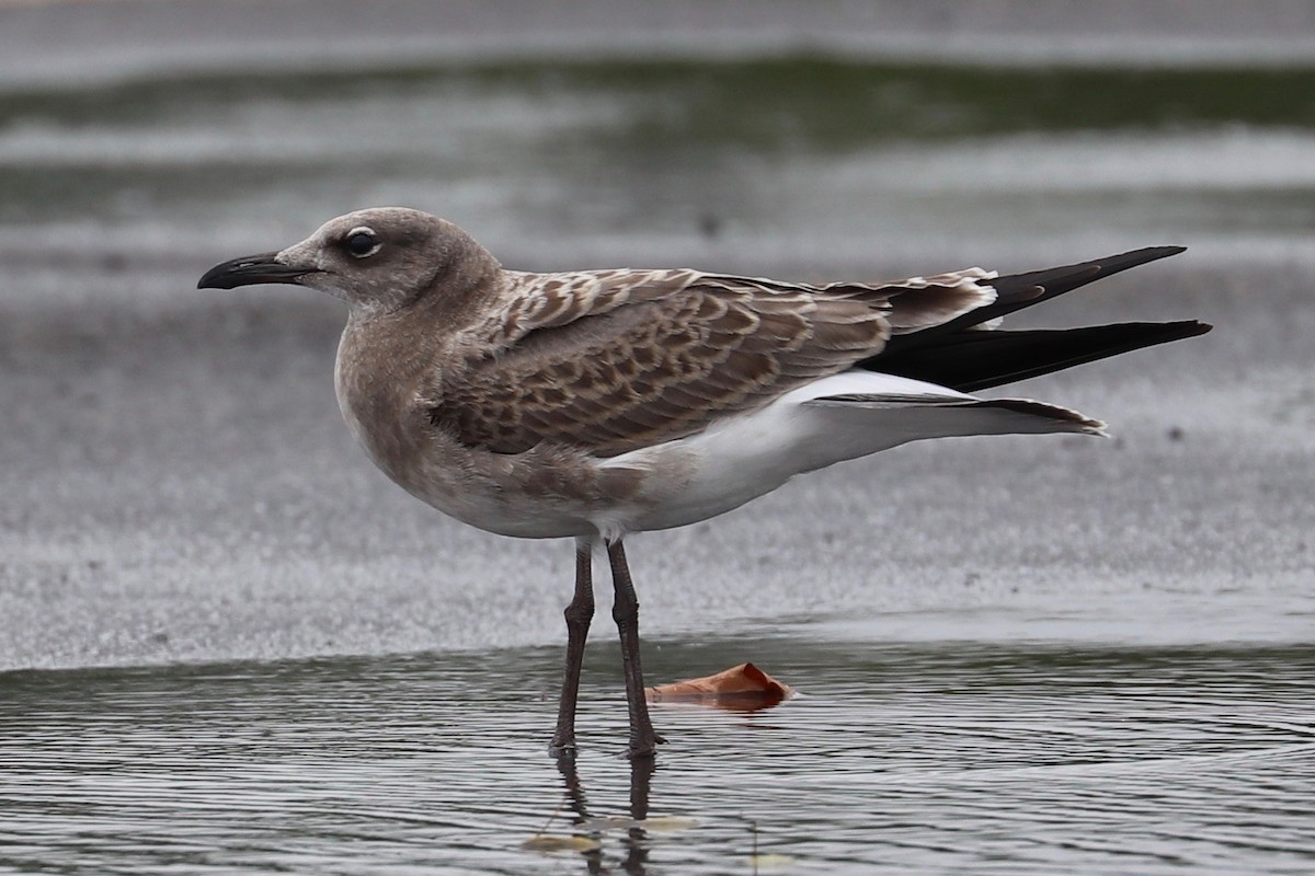 Laughing Gull - ML622393331