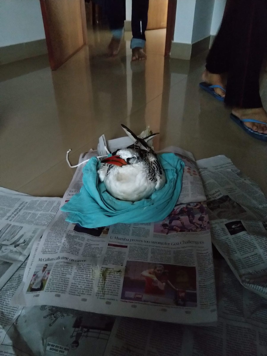 Red-billed Tropicbird - ML622393335