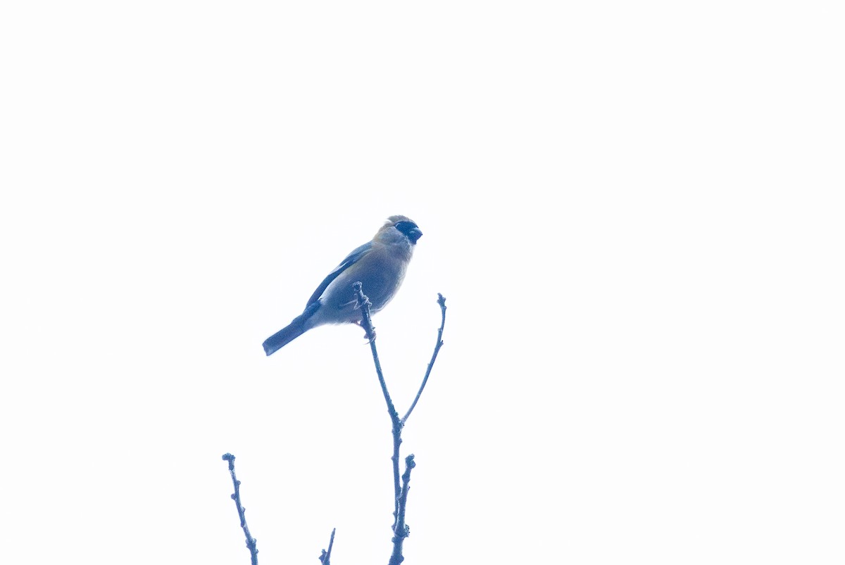 Red-headed Bullfinch - ML622393342